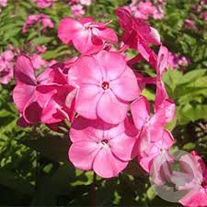 Phlox (P) 'Rheinländer' GM P9