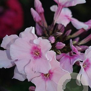 Phlox (P) 'Rosa Spier' GM P9