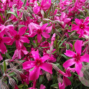 Phlox (S) 'Scarlet Flame' GM P9