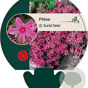 Phlox (S) 'Scarlet Flame' GM P9