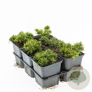 Phlox (S) 'Scarlet Flame' GM P9