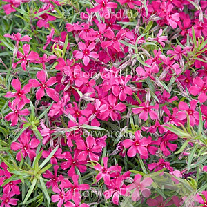 Phlox (S) 'Scarlet Flame' GM P9