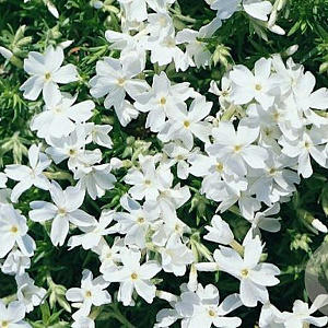 Phlox (S) 'Snowflake' GM P9