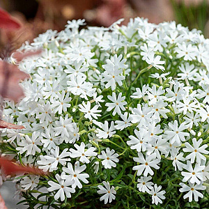 Phlox (S) 'Snowflake' GM P9