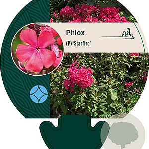 Phlox (P) 'Starfire' GM P9
