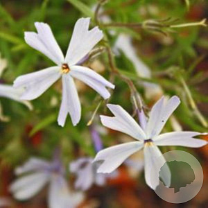 Phlox sub 'Alice Wilson' GM P9