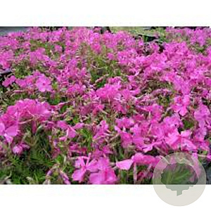 Phlox subulata GM P9