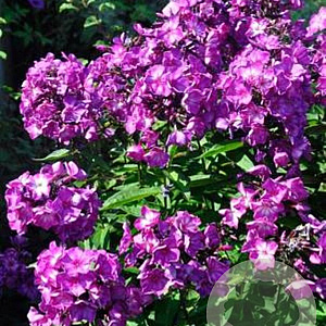 Phlox (P) Sweet Summer Surprise GM P9