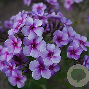 Phlox 'Swirly Burly' GM P9