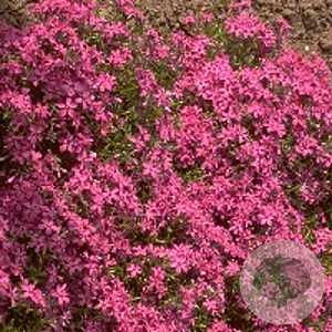 Phlox (S) 'Temiskaming' GM P9