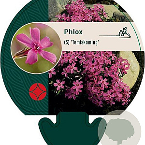 Phlox (S) 'Temiskaming' GM P9
