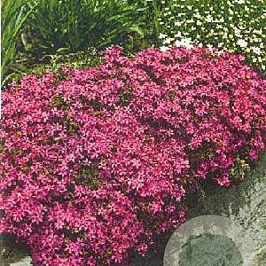 Phlox (S) 'Temiskaming' GM P9