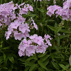Phlox (P) 'Utopia' GM P9