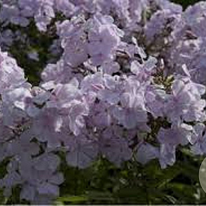 Phlox (P) 'Utopia' GM P9