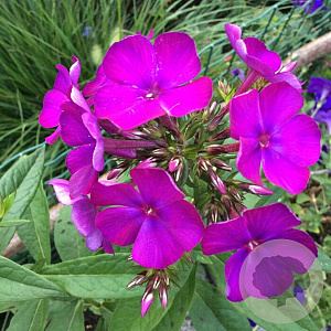 Phlox (P) 'Van Gogh' GM P9