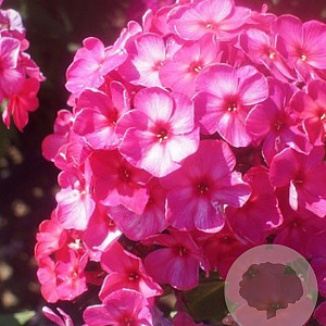 Phlox (P) 'Vintage Wine' GM P9