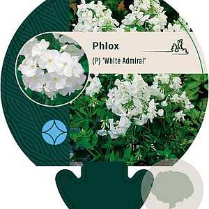 Phlox (P) 'White Admiral' GM P9