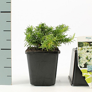 Phlox (S) 'White Delight' GM P9