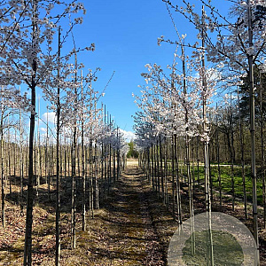 Prunus 'Mieke' 10-12 HO draadkluit