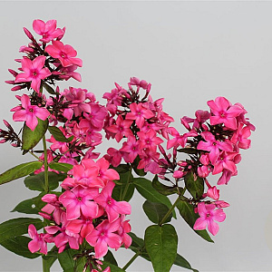 Phlox (P) 'Windsor' GM P9