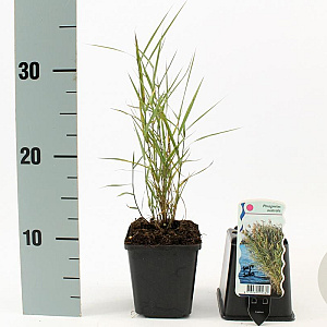 Phragmites australis GM P9