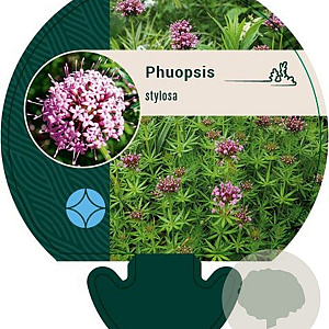 Phuopsis stylosa GM P9