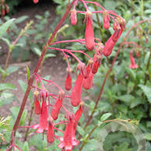 Phygelius r. 'African Queen' GM P9