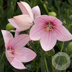 Platycodon grandiflorus 'Astra Pink' GM P9