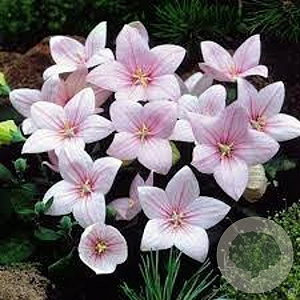 Platycodon grandiflorus 'Shell Pink' GM P9