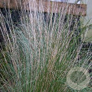 Poa labillardierei GM P9