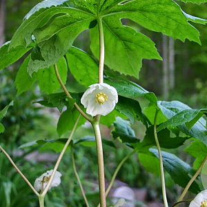 Podophyllum peltatum GM P9