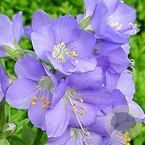 Polemonium caeruleum GM P9