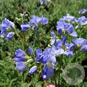 Polemonium caeruleum 'Northern Lights' GM P9