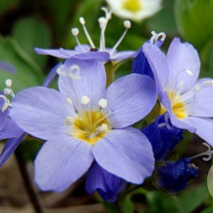 Polemonium pulcherrimum GM P9