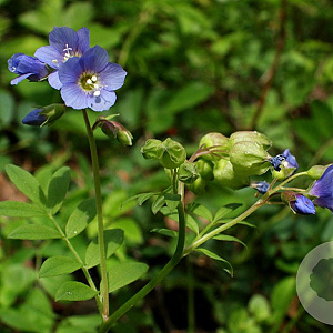 Polemonium reptans GM P9