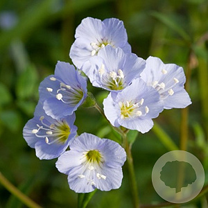 Polemonium reptans GM P9