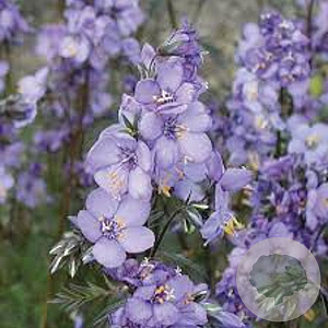 Polemonium y. 'Purple Rain' GM P9