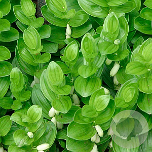 Polygonatum humile GM P9