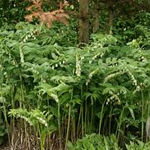 Polygonatum hyb. 'Weihenstephan' GM P9
