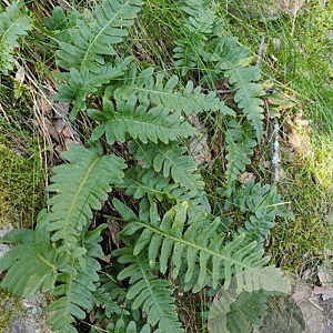 Polypodium vulgare GM P9