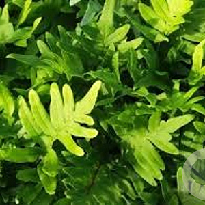 Polypodium 'Whitley Giant' GM P9