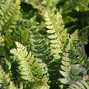 Polystichum aculeatum GM P9