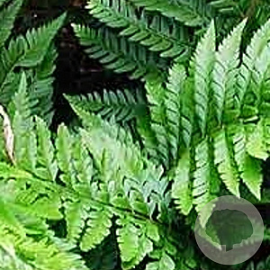 Polystichum aculeatum GM P9