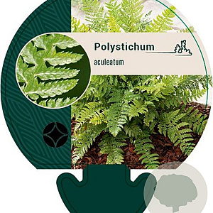 Polystichum aculeatum GM P9