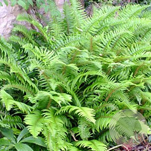 Polystichum munitum GM P9