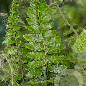 Polystichum polyblepharum GM P9
