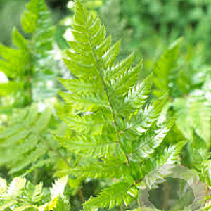 Polystichum rigens GM P9