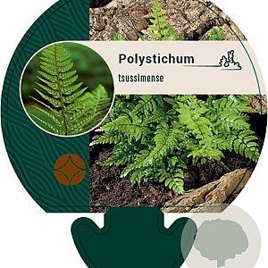 Polystichum tsussimense GM P9