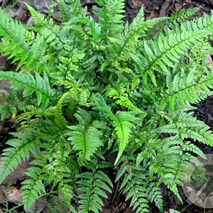 Polystichum tsussimense GM P9