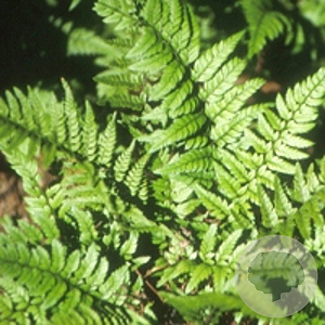 Polystichum tsussimense GM P9